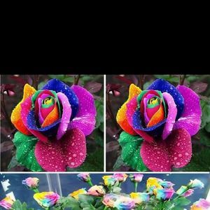 Meet your Posher, Pam