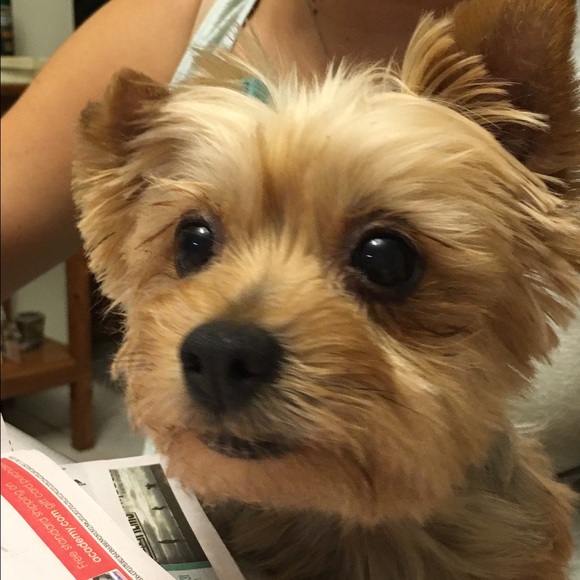 Meet your Posher, Brianna - Picture 3 of 3