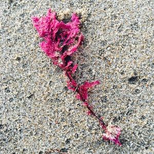 Meet your Posher, Jerica