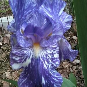 Meet your Posher, Connie