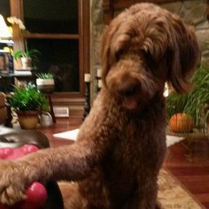 Meet your Posher, Mary