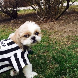 Meet your Posher, Abby