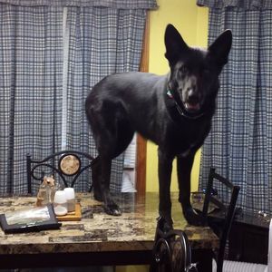 Meet your Posher, Julie