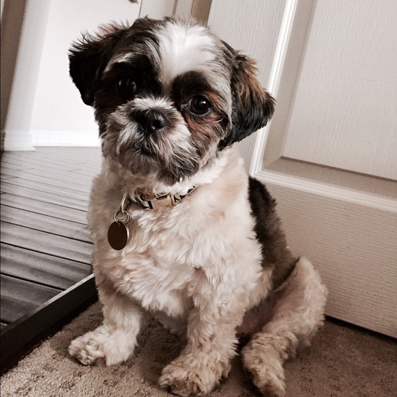 Meet your Posher, Paria - Picture 3 of 4