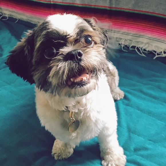 Meet your Posher, Paria - Picture 2 of 4