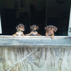 Meet your Posher, Sheila