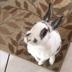 Meet your Posher, Norma