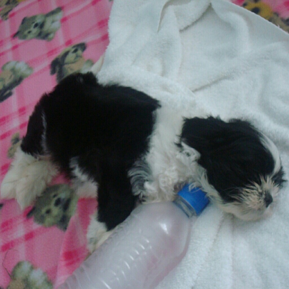 Meet your Posher, Yan