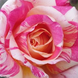 Meet your Posher, Candy