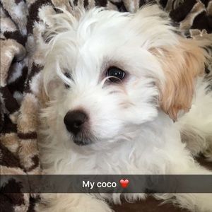 Meet your Posher, Angela