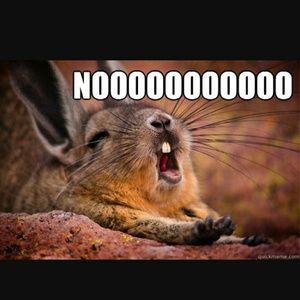 Meet your Posher, Rose