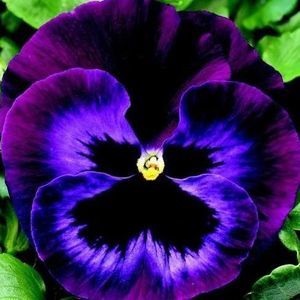 Meet your Posher, Nadine