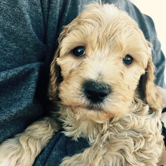 Meet your Posher, Caroline