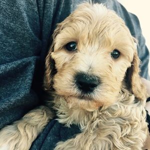 Meet your Posher, Caroline