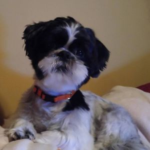 Meet your Posher, Tara