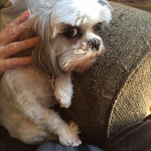 Meet your Posher, Bailey