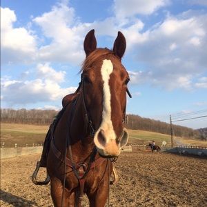 Meet your Posher, Dawn