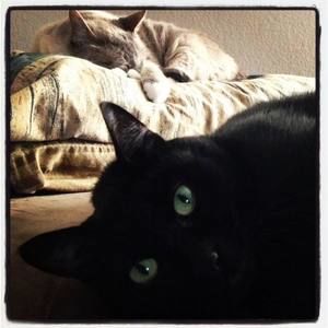 Meet your Posher, Dora