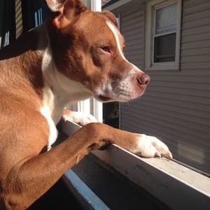 Meet your Posher, Carman