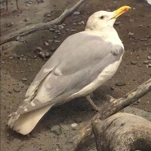 Meet your Posher, Yuan