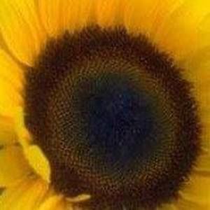 Meet your Posher, Ruth