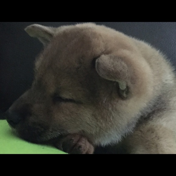 Meet your Posher, Randi - Picture 1 of 1