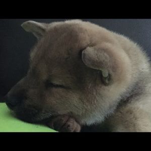 Meet your Posher, Randi