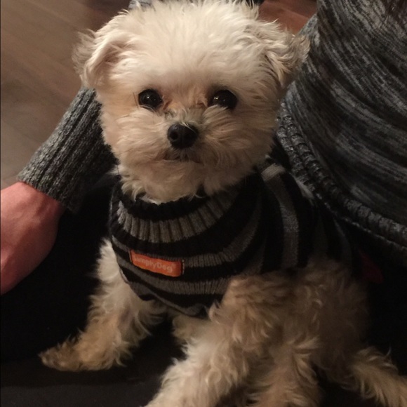 Gunner - Picture 2 of 6