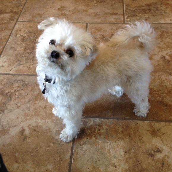 Gunner - Picture 3 of 6