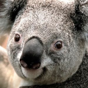 Meet your Posher, Claudia