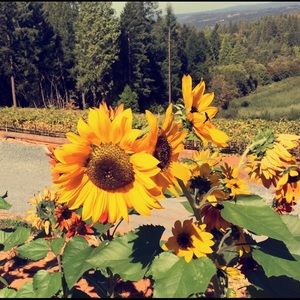 Meet your Posher, Janelle