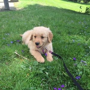 Meet your Posher, Lonnie