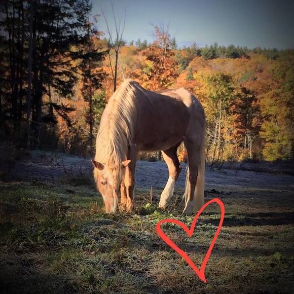 Meet your Posher, Rachel - Picture 1 of 1