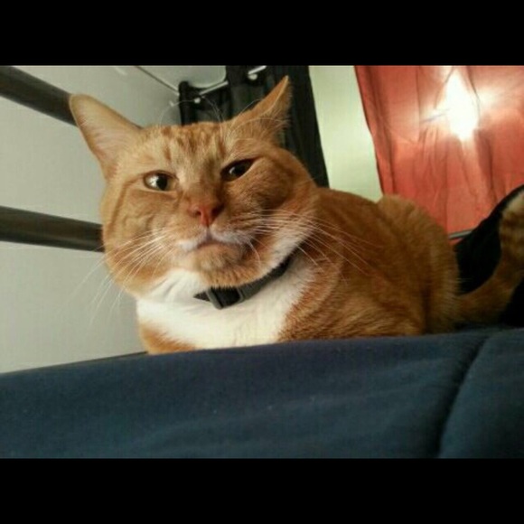 Meet your Posher, Leslie - Picture 1 of 1