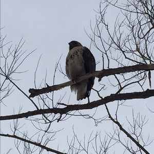 Meet your Posher, Mish