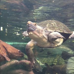 Meet your Posher, Sherry