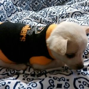 Meet your Posher, Elsa