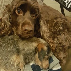 Meet your Posher, Bea