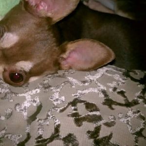 Meet your Posher, Shea