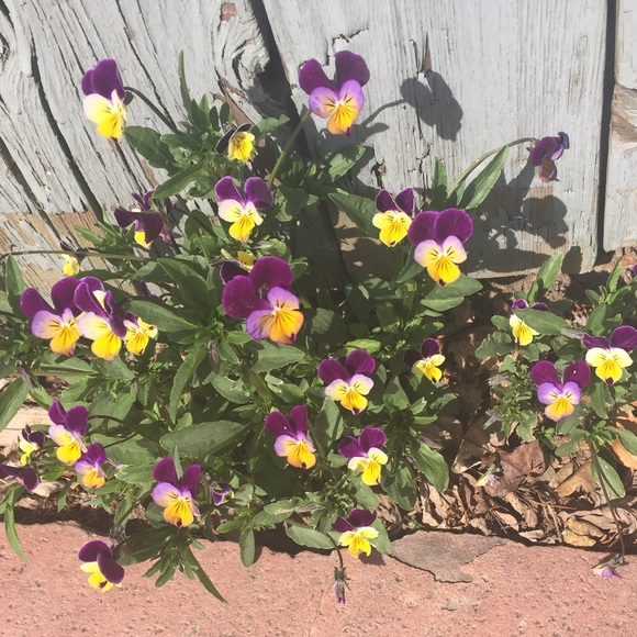 Beauty Lover - Picture 2 of 4