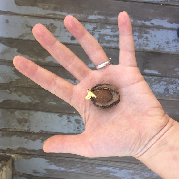 Beauty Lover - Picture 4 of 4