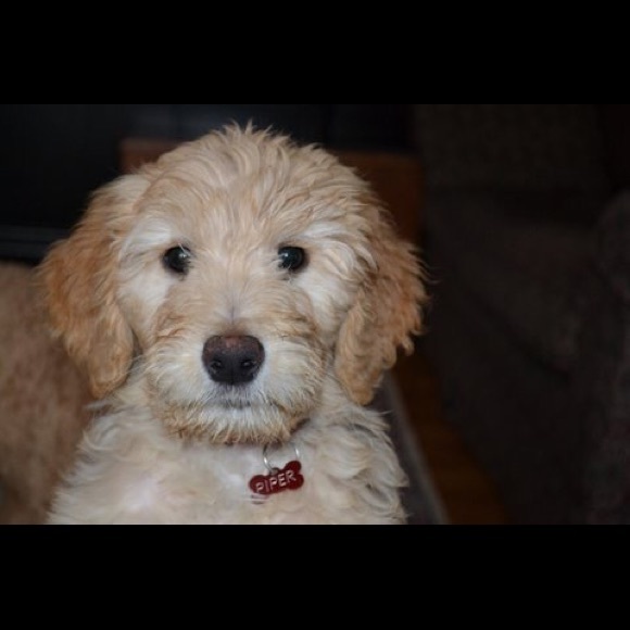 Meet your Posher, Laura