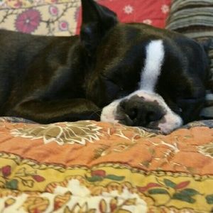 Meet your Posher, Ginger