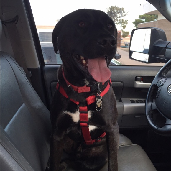 Meet your Posher, Sara - Picture 1 of 1