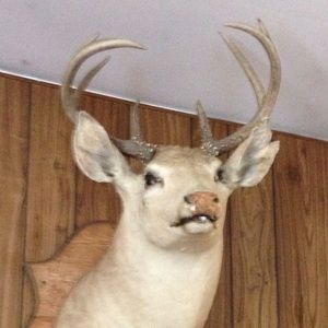 Meet your Posher, Chelsea