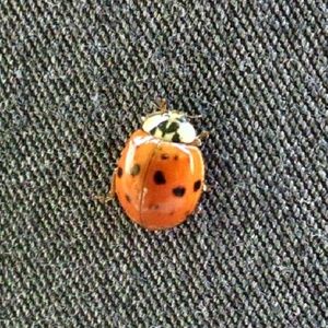 Meet your Posher, Marge