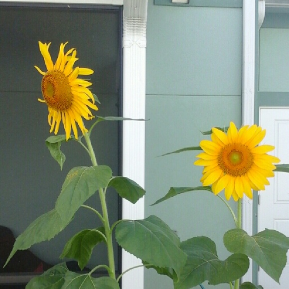 Meet your Posher, Franki - Picture 1 of 1