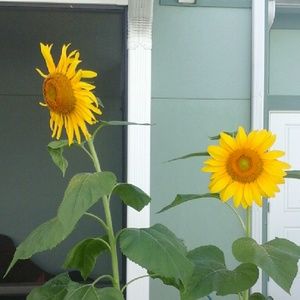 Meet your Posher, Franki