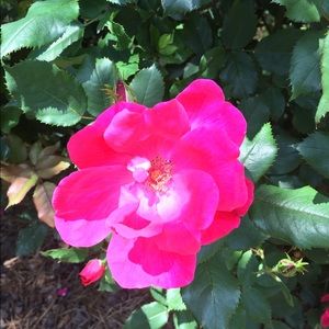 Meet your Posher, Renee