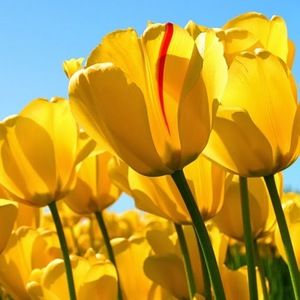 Meet your Posher, Enelda